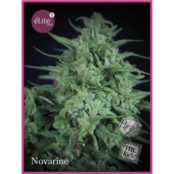 Novarine THCV | Feminised, Indoor & Outdoor