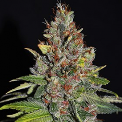 Tropical Punch | Feminised, Indoor & Outdoor