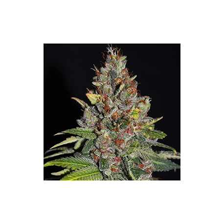 Tropical Punch | Feminised, Indoor & Outdoor