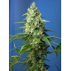 Honey Peach Auto CBD | Feminised, Auto, Indoor & Outdoor