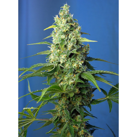 Honey Peach Auto CBD | Feminised, Auto, Indoor & Outdoor