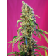 Black Jack CBD | Feminised, Indoor & Outdoor