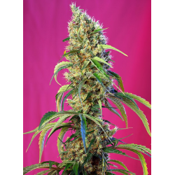 Black Jack CBD | Feminised, Indoor & Outdoor
