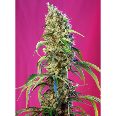 Black Jack CBD | Feminised, Indoor & Outdoor