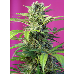 Chem Beyond Diesel CBD | Feminised, Indoor & Outdoor