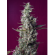 Sweet Cherry Pie | Feminised, Indoor & Outdoor