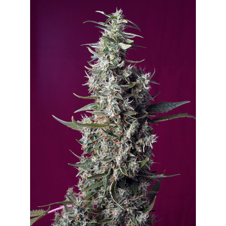 Sweet Cherry Pie | Feminised, Indoor & Outdoor