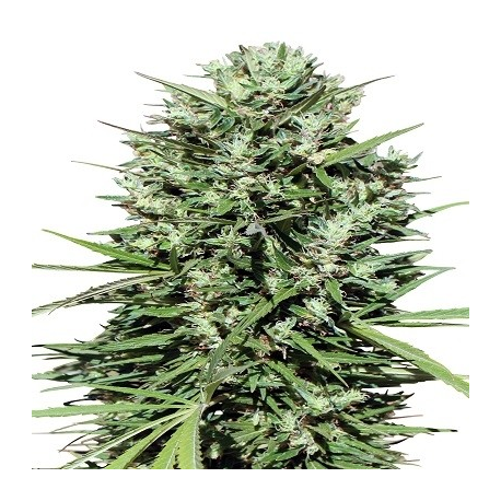 Moroccan Beldia Kif Standard | Indoor & Outdoor