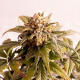 Speedy Boom Auto | Feminised, Auto, Indoor & Outdoor