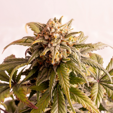 Speedy Boom Auto | Feminised, Auto, Indoor & Outdoor