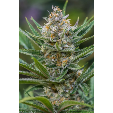 Queen of Soul | Feminised, Indoor & Outdoor