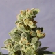 Gnomo Auto | Feminised, Auto, Indoor & Outdoor