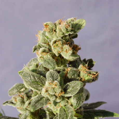 Gnomo Auto | Feminised, Auto, Indoor & Outdoor