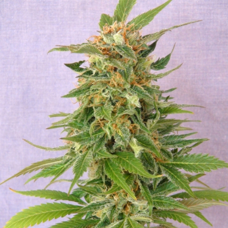 Ginger Punch Auto | Feminised, Auto, Indoor & Outdoor