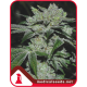 Sour Glue | Feminised, Indoor & Outdoor