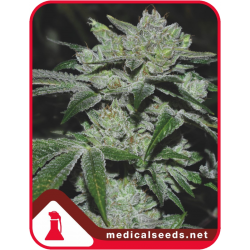 Sour Glue | Feminised, Indoor & Outdoor