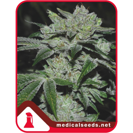 Sour Glue | Feminised, Indoor & Outdoor
