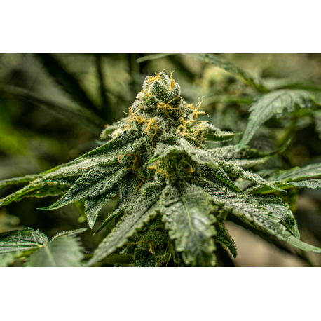 2y2 | Feminised, Indoor & Outdoor