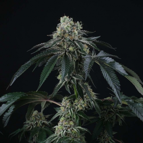 Bingsu | Indoor & Outdoor