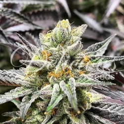 Delicious Cookies | Feminised, Indoor & Outdoor