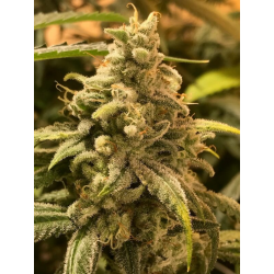 DEADCHEESƎ | Feminised, Indoor & Outdoor