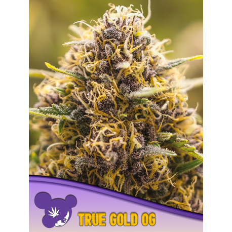 True Gold OG | Feminised, Indoor & Outdoor