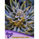 Pineapple Runtz Auto | Feminised, Auto, Indoor & Outdoor