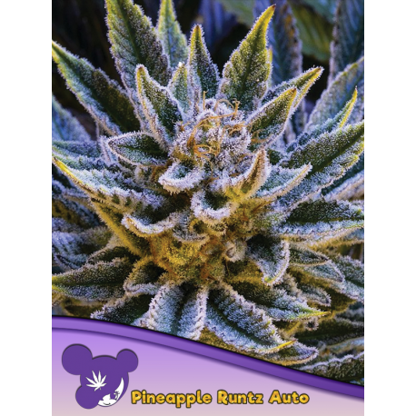 Pineapple Runtz Auto | Feminised, Auto, Indoor & Outdoor