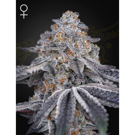 Velvet Moon | Feminised, Indoor & Outdoor