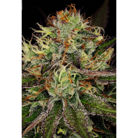 Chocolate Wafflez | Feminised, Indoor & Outdoor
