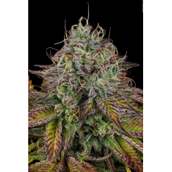 Apricot Candy | Feminised, Indoor & Outdoor
