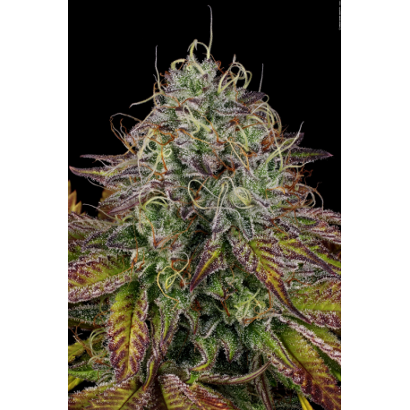 Apricot Candy | Feminised, Indoor & Outdoor