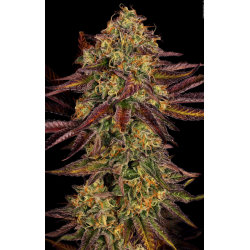 Tangerine Sorbet | Feminised, Indoor & Outdoor