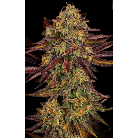 Tangerine Sorbet | Feminised, Indoor & Outdoor