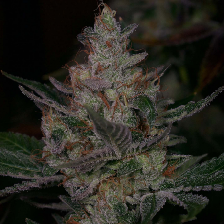 Sour Face | Indoor & Outdoor