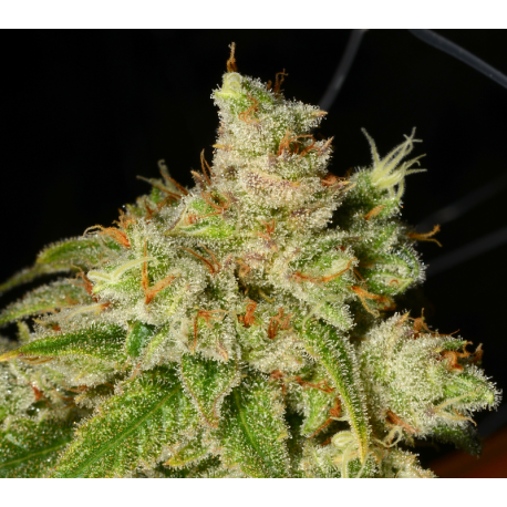 Holy Roller | Indoor & Outdoor