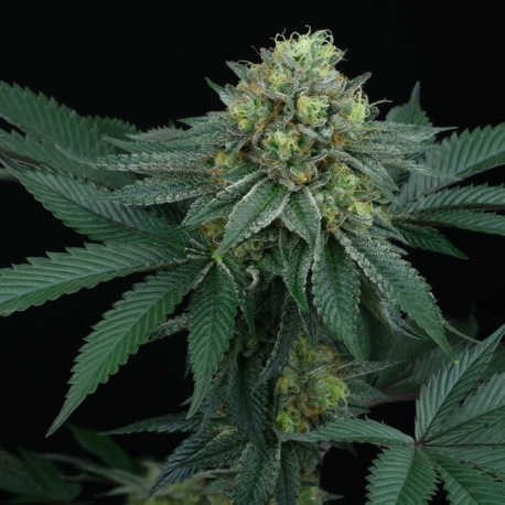 ZaiZai Regular | Indoor & Outdoor