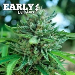 Delicious Cookies Early Version | Feminised, Indoor & Outdoor