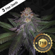Purple Banana Cream | Feminised, Indoor & Outdoor