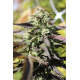 Chunkadelic Autoflower | Feminised, Auto, Indoor & Outdoor