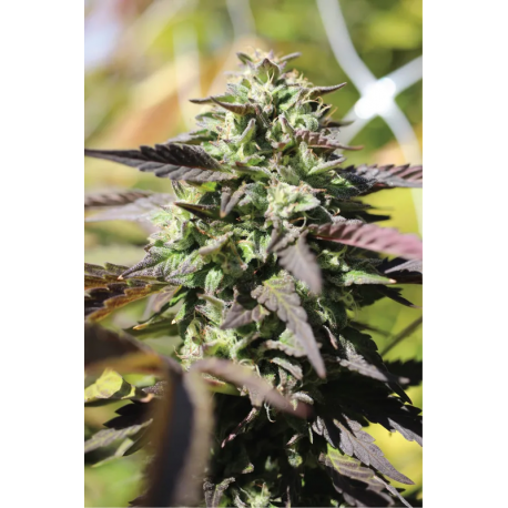 Chunkadelic Autoflower | Feminised, Auto, Indoor & OuChunkadelic Autoflower | Feminised, Auto, Indoor & Outdoortdoor