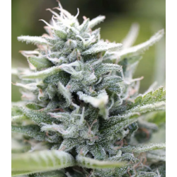 Magic Melon Autoflower | Feminised, Auto, Indoor & Outdoor