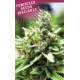Sol Mate Autoflower | Feminised, Auto, Indoor & Outdoor