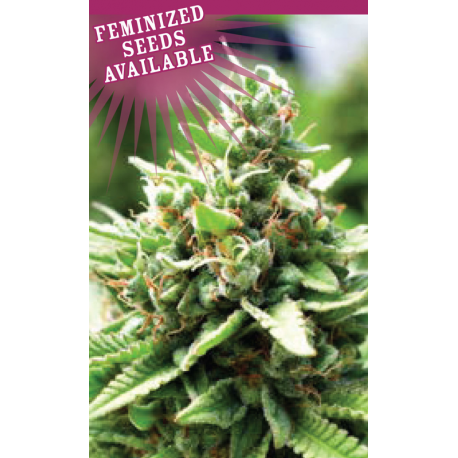 Sol Mate Autoflower | Feminised, Auto, Indoor & Outdoor
