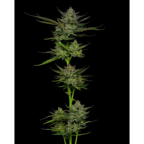 Sour Apple Autoflower | Feminised, Auto, Indoor & Outdoor