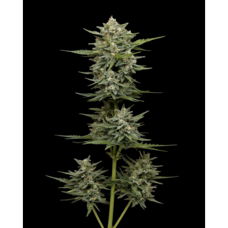 Vanilla Latte Autoflower | Feminised, Auto, Indoor & Outdoor