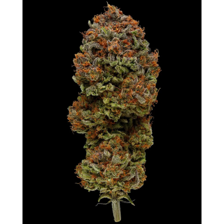 Blueberry Muffin | Feminised, Indoor & Outdoor