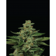 Fortune Cookie | Feminised, Indoor & Outdoor