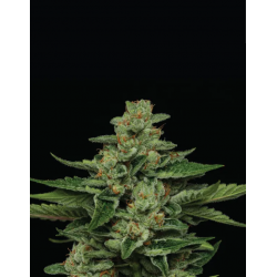 Fortune Cookie | Feminised, Indoor & Outdoor