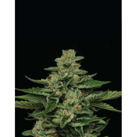 Fortune Cookie | Feminised, Indoor & Outdoor
